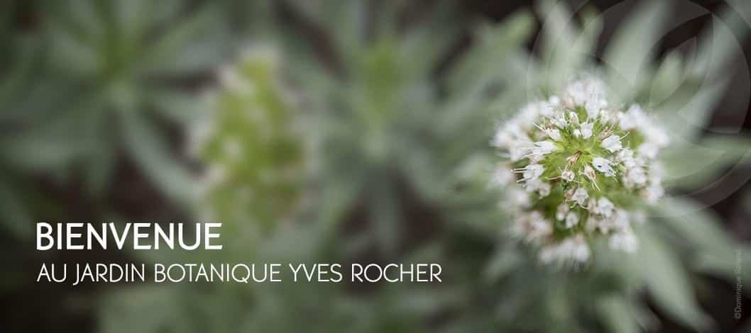YVES ROCHER