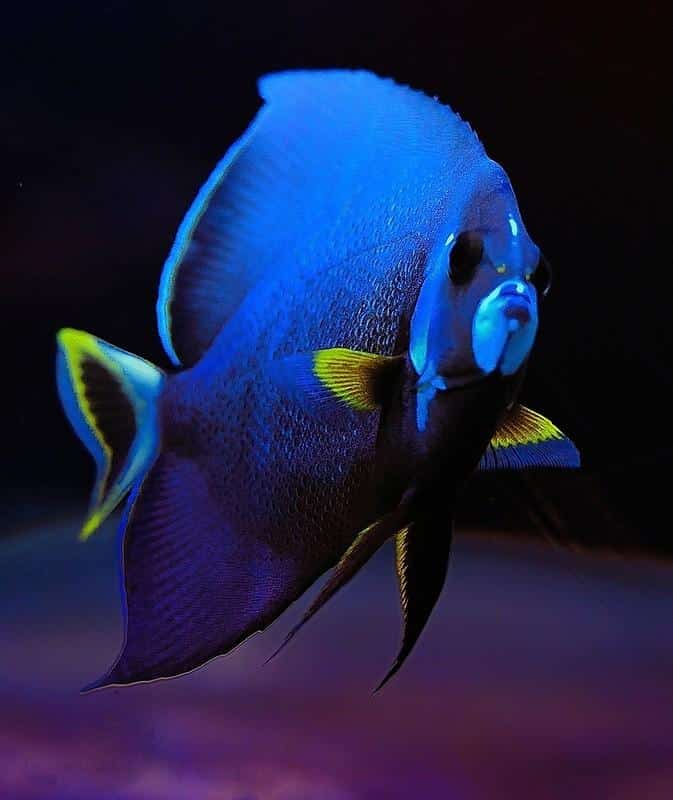 AQUARIUM AMÉVILLE