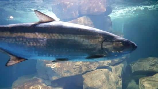 AQUARIUM AMÉVILLE